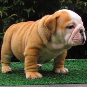 Give Your Dog the Best Education and Training